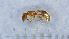  (Temnothorax cf. kemali - MM20C184a1)  @11 [ ] CC BY-NC-SA 3.0 (2022) Mattia Menchetti, Institute of Evolutionary Biology Institut de Biologia Evolutiva (CSIC-UPF), Butterfly Diversity and Evolution Lab