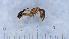  ( - MM21A146b1)  @11 [ ] CC BY-NC-SA 3.0 (2022) Mattia Menchetti, Institute of Evolutionary Biology Institut de Biologia Evolutiva (CSIC-UPF), Butterfly Diversity and Evolution Lab