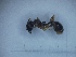  (Aphaenogaster epirotes - MM21B015a1)  @11 [ ] Copyright (2021) Mattia Menchetti, Institute of Evolutionary Biology Institut de Biologia Evolutiva (CSIC-UPF), Butterfly Diversity and Evolution Lab