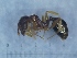  (Aphaenogaster lesbica - MM21B035a1)  @11 [ ] Copyright (2021) Mattia Menchetti, Institute of Evolutionary Biology Institut de Biologia Evolutiva (CSIC-UPF), Butterfly Diversity and Evolution Lab
