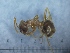 (Lasius balearicus - MM21B057a1)  @11 [ ] Copyright (2021) Mattia Menchetti, Institute of Evolutionary Biology Institut de Biologia Evolutiva (CSIC-UPF), Butterfly Diversity and Evolution Lab