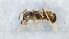  (Lasius cf. alienus - MM21B107a1)  @11 [ ] CC BY-NC-SA 3.0 (2022) Mattia Menchetti, Institute of Evolutionary Biology Institut de Biologia Evolutiva (CSIC-UPF), Butterfly Diversity and Evolution Lab