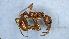  ( - MM21B109a1)  @11 [ ] CC BY-NC-SA 3.0 (2022) Mattia Menchetti, Institute of Evolutionary Biology Institut de Biologia Evolutiva (CSIC-UPF), Butterfly Diversity and Evolution Lab