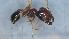  (Pheidole cf. koshewnikovi - MM21B271b1)  @11 [ ] CC BY-NC-SA 3.0 (2022) Mattia Menchetti, Institute of Evolutionary Biology Institut de Biologia Evolutiva (CSIC-UPF), Butterfly Diversity and Evolution Lab