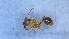  (Aphaenogaster fiorii - MM21B670a1)  @11 [ ] CC BY-NC-SA 3.0 (2022) Mattia Menchetti, Institute of Evolutionary Biology Institut de Biologia Evolutiva (CSIC-UPF), Butterfly Diversity and Evolution Lab