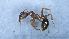  (Aphaenogaster sicula - MM21B705c1)  @11 [ ] CC BY-NC-SA 3.0 (2022) Mattia Menchetti, Institute of Evolutionary Biology Institut de Biologia Evolutiva (CSIC-UPF), Butterfly Diversity and Evolution Lab