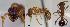  (Myrmica cf. spinosior - MM21C276a1)  @11 [ ] CC BY-NC-SA 3.85 (2022) Mattia Menchetti, Institute of Evolutionary Biology Institut de Biologia Evolutiva (CSIC-UPF), Butterfly Diversity and Evolution Lab