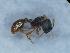  (Myrmica cf. lobicornis - MM21C517a1)  @11 [ ] CC BY-NC-SA 3.41 (2022) Mattia Menchetti, Institute of Evolutionary Biology Institut de Biologia Evolutiva (CSIC-UPF), Butterfly Diversity and Evolution Lab