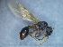  (Myrmica cf. lobulicornis - MM21C727a1)  @11 [ ] CC BY-NC-SA 3.0 (2022) Mattia Menchetti, Institute of Evolutionary Biology Institut de Biologia Evolutiva (CSIC-UPF), Butterfly Diversity and Evolution Lab