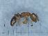  ( - MM21D314b1)  @11 [ ] CC BY-NC-SA 3.0 (2022) Mattia Menchetti, Institute of Evolutionary Biology Institut de Biologia Evolutiva (CSIC-UPF), Butterfly Diversity and Evolution Lab