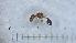  ( - MM21D322b1)  @11 [ ] CC BY-NC-SA 3.0 (2022) Mattia Menchetti, Institute of Evolutionary Biology Institut de Biologia Evolutiva (CSIC-UPF), Butterfly Diversity and Evolution Lab