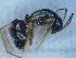  ( - MM21D410a1)  @11 [ ] CC BY-NC-SA 3.0 (2022) Mattia Menchetti, Institute of Evolutionary Biology Institut de Biologia Evolutiva (CSIC-UPF), Butterfly Diversity and Evolution Lab