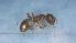  ( - MM21D691b1)  @11 [ ] CC BY-NC-SA 3.0 (2022) Mattia Menchetti, Institute of Evolutionary Biology Institut de Biologia Evolutiva (CSIC-UPF), Butterfly Diversity and Evolution Lab