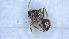  (Lasius cf. grandis - MM21E054a1)  @11 [ ] CC BY-NC-SA 3.0 (2022) Mattia Menchetti, Institute of Evolutionary Biology Institut de Biologia Evolutiva (CSIC-UPF), Butterfly Diversity and Evolution Lab