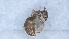  ( - MM21E723a1)  @11 [ ] CC BY-NC-SA 3.0 (2022) Mattia Menchetti, Institute of Evolutionary Biology Institut de Biologia Evolutiva (CSIC-UPF), Butterfly Diversity and Evolution Lab