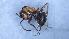  (Formica cf. pratensis - MM21F048a1)  @11 [ ] CC BY-NC-SA 3.0 (2022) Mattia Menchetti, Institute of Evolutionary Biology Institut de Biologia Evolutiva (CSIC-UPF), Butterfly Diversity and Evolution Lab