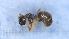  (Lasius austriacus - MM21F056a1)  @11 [ ] CC BY-NC-SA 3.0 (2022) Mattia Menchetti, Institute of Evolutionary Biology Institut de Biologia Evolutiva (CSIC-UPF), Butterfly Diversity and Evolution Lab