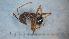  ( - MM21F074d1)  @11 [ ] CC BY-NC-SA 3.0 (2022) Mattia Menchetti, Institute of Evolutionary Biology Institut de Biologia Evolutiva (CSIC-UPF), Butterfly Diversity and Evolution Lab