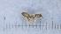  ( - MM21F206a1)  @11 [ ] CC BY-NC-SA 3.0 (2022) Mattia Menchetti, Institute of Evolutionary Biology Institut de Biologia Evolutiva (CSIC-UPF), Butterfly Diversity and Evolution Lab