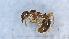  ( - MM21F463a1)  @11 [ ] CC BY-NC-SA 3.0 (2022) Mattia Menchetti, Institute of Evolutionary Biology Institut de Biologia Evolutiva (CSIC-UPF), Butterfly Diversity and Evolution Lab