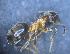  (Lasius cf. illyricus - MM21F494b1)  @11 [ ] CC BY-NC-SA 3.0 (2022) Mattia Menchetti, Institute of Evolutionary Biology Institut de Biologia Evolutiva (CSIC-UPF), Butterfly Diversity and Evolution Lab