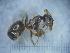  (Lasius cf. casevitzi - RVcoll13Y287a1)  @11 [ ] CC BY-NC-SA 3.0 (2022) Mattia Menchetti, Institute of Evolutionary Biology Institut de Biologia Evolutiva (CSIC-UPF), Butterfly Diversity and Evolution Lab