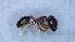  (Trichomyrmex perplexus - RVcoll17C004a1)  @11 [ ] CC BY-NC-SA 3.0 (2022) Mattia Menchetti, Institute of Evolutionary Biology Institut de Biologia Evolutiva (CSIC-UPF), Butterfly Diversity and Evolution Lab