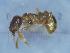  (Tetramorium cf. semilaeve - RVcoll17S229c1)  @11 [ ] CC BY-NC-SA 3.0 (2022) Mattia Menchetti, Institute of Evolutionary Biology Institut de Biologia Evolutiva (CSIC-UPF), Butterfly Diversity and Evolution Lab