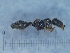  (Cardiocondyla batesii - RVcoll17S271k1)  @11 [ ] Copyright (2021) Mattia Menchetti, Institute of Evolutionary Biology Institut de Biologia Evolutiva (CSIC-UPF), Butterfly Diversity and Evolution Lab