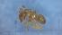  (Lasius cf. myops - RVcoll20C240b1)  @11 [ ] CC BY-NC-SA 3.0 (2022) Mattia Menchetti, Institute of Evolutionary Biology Institut de Biologia Evolutiva (CSIC-UPF), Butterfly Diversity and Evolution Lab