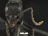  ( - MACN-bar-ins-07447)  @12 [ ] Copyright (2018) Pablo L Tubaro Museo Argentino de Ciencias Naturales, Bernardino Rivadavia
