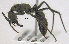  (Neoponera curvinodis - MACN-bar-ins-ct 06407)  @13 [ ] Copyright (2016) MACN Museo Argentino de Ciencias Naturales "Bernardino Rivadavia"