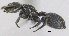  (Cephalotes eduarduli - MACN-bar-ins-ct 06422)  @14 [ ] Copyright (2016) MACN Museo Argentino de Ciencias Naturales "Bernardino Rivadavia"