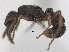  (Poneracantha triangularis - MACN-bar-ins-ct 06425)  @14 [ ] Copyright (2016) MACN Museo Argentino de Ciencias Naturales "Bernardino Rivadavia"