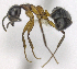  (Dolichoderus germaini - MACN-bar-ins-ct 06451)  @13 [ ] Copyright (2016) MACN Museo Argentino de Ciencias Naturales "Bernardino Rivadavia"