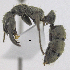  ( - MACN-bar-ins-ct 06471)  @14 [ ] Copyright (2016) MACN Museo Argentino de Ciencias Naturales "Bernardino Rivadavia"