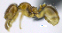  (Pheidole sp. 5MA - MACN-Bar-Ins-ct 07065)  @11 [ ] Copyright (2016) MACN Museo Argentino de Ciencias Naturales "Bernardino Rivadavia"