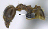  ( - MACN-Bar-Ins-ct 07067)  @11 [ ] Copyright (2016) MACN Museo Argentino de Ciencias Naturales "Bernardino Rivadavia"