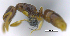  (Hypoponera clavatula - MACN-Bar-Ins-ct 07089)  @11 [ ] Copyright (2016) MACN Museo Argentino de Ciencias Naturales "Bernardino Rivadavia"