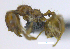  ( - MACN-Bar-Ins-ct 07124)  @11 [ ] Copyright (2016) MACN Museo Argentino de Ciencias Naturales "Bernardino Rivadavia"