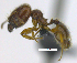  (Pheidole rosae - MACN-Bar-Ins-ct 07162)  @11 [ ] Copyright (2016) MACN Museo Argentino de Ciencias Naturales "Bernardino Rivadavia"