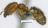  ( - MACN-Bar-Ins-ct 07164)  @11 [ ] Copyright (2016) MACN Museo Argentino de Ciencias Naturales "Bernardino Rivadavia"