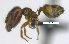  ( - MACN-Bar-Ins-ct 07166)  @11 [ ] Copyright (2016) MACN Museo Argentino de Ciencias Naturales "Bernardino Rivadavia"