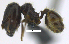  ( - MACN-Bar-Ins-ct 07191)  @11 [ ] Copyright (2016) MACN Museo Argentino de Ciencias Naturales "Bernardino Rivadavia"