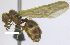  ( - MACN-Bar-Ins-ct 07204)  @11 [ ] Copyright (2016) MACN Museo Argentino de Ciencias Naturales "Bernardino Rivadavia"