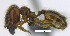  ( - MACN-Bar-Ins-ct 07224)  @11 [ ] Copyright (2016) MACN Museo Argentino de Ciencias Naturales "Bernardino Rivadavia"