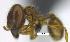  ( - MACN-Bar-Ins-ct 07227)  @11 [ ] Copyright (2016) MACN Museo Argentino de Ciencias Naturales "Bernardino Rivadavia"
