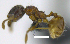  ( - MACN-Bar-Ins-ct 07234)  @11 [ ] Copyright (2016) MACN Museo Argentino de Ciencias Naturales "Bernardino Rivadavia"