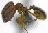  ( - MACN-Bar-Ins-ct 07236)  @11 [ ] Copyright (2016) MACN Museo Argentino de Ciencias Naturales "Bernardino Rivadavia"