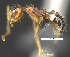  (Pheidole bergi - MACN-Bar-Ins-ct 07272)  @11 [ ] Copyright (2016) MACN Museo Argentino de Ciencias Naturales "Bernardino Rivadavia"
